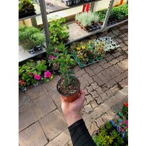 20~40cm 59 아르베키나올리브나무 소품 외목대 핫도그수형이발송됩니다, 1개