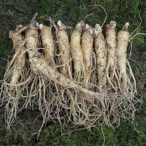 5~6년근인삼 금산수삼시장 원수삼 대 1채 750g, (세척인삼)원수삼대9~11뿌리, 1개
