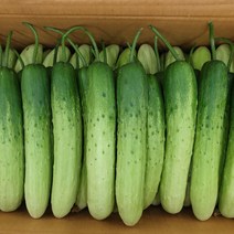 클릭마켓 못난이 백오이 10개 20개 30개 백 다다기 오이 오이지 용, c백오이 상 30개