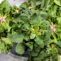 겨울 남해 노지 시금치 섬초 500g 1kg