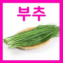 부추씨앗 20g 부추씨 조선부추 파종종자 재배, 1개