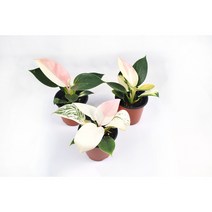 서비내 화이트핑크 콩고 무늬콩고 희귀식물 White Pink-Patterned Congo 플랜테리어 인테리어 공기정화식물