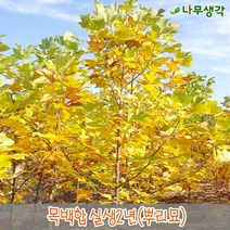 착한가격나무생각 목백합나무 실생2년 뿌리묘 10주묶음