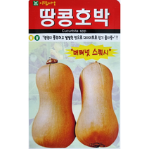 땅콩호박씨앗10립 아람종묘 버터넛스퀴시 영양이 풍부하고 달달한 맛으로 다이어트로 몰이중