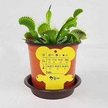 파리지옥 생화 + 화분받침대 + 곰돌이이름표 세트 키우기, 단품