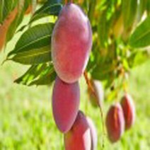 망고나무(레드애플망고)접목3년포트묘/묘목/H1340