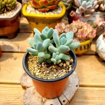 [이천다육] 애플미인 다육식물 랜덤발송, 1개