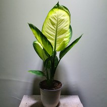 [나인에잇틴]대엽 마리안느 중품 64