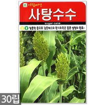 히카마 씨앗 50립 - 히카마씨앗 씨 멕시코감자 얌빈 감자씨앗 감자씨 히카마씨 얌빈씨앗 멕시코감자씨앗, 06_사탕수수(30립)