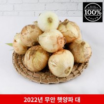 국내산 무안 햇 양파 대 1kg 3kg 5kg 10kg, (대)1kg 1박스