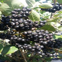 [나무의모든것] 아로니아묘목 1~3년생 판매중, 아로니아2년생, 1개