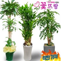 전국꽃배달2m화분 행운목 개업화분 축하화분 녹보수 황금죽 당일배송, B06 자바, 1, 0개