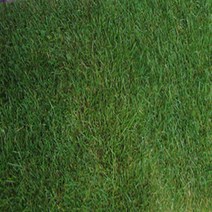 지엘파크 잔디씨 혼합잔디씨1kg-약12평분량 경사지 법면 산사태방지 녹화용잔디씨, 1kg(약12평)