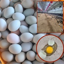 난각번호 2번 청계닭 청란 청계알 동물복지 무항생제 유기농 계란 20 40구, 청란 40구