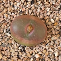 [ 풀풀다육 ] 마우가니 코노 리톱스 다육 식물 국민 다육이