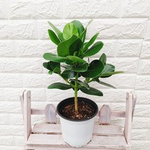 [하늘꽃농원] 공기정화식물 크루시아, 1개