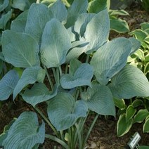 세종식물원 호스타 블루하와이 무늬비비추 숙근 19cm화분