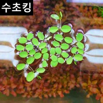 수초맛집 수초킹 키우기 쉬운 초보수초 살비니아 나탄스 생이가래 (부상수초), 5뿌리