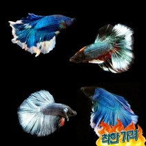 블루 팬시타입 하프문 베타(수컷)