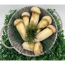 자연산 냉동 송이버섯 선물세트, L(500g)