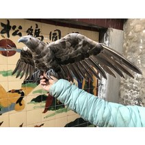 에어컨실외기비둘기퇴치 모형 독수리 비둘기퇴치법 까마귀퇴치법 비둘기가싫어하는것 까치퇴치기 보라매 참수리 아파트 베란다, 회색개