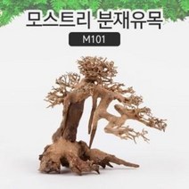모스트리 분재유목M M101