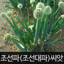 조선파 씨앗 조선대파 구조파 종자 대파 씨 1000알, 1개