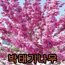 박태기 나무 개화주 키1m 내외 2그루 나무묘목 과실수 꽃나무 조경수 관목