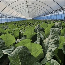 농부마음 싱싱한 유기농 케일(즙용) 1kg~3kg, 01_ 유기농 케일(즙용) 1kg