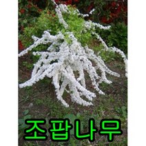 조팝나무 키60~80cm 5그루 나무 묘목 조팝나무 꽃나무 조경수