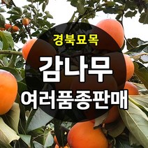 [경북농원] 감나무묘목(야오끼 대봉 태추단감 차량단감 둥시 등 ) 판매, 태추단감 접목1년생