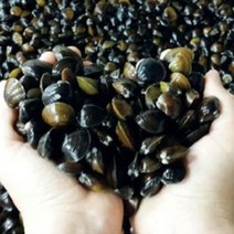 국산 하동 섬진강 자연산 100% 진한 재첩국 500g 10팩 직접 채취하여 깨끗하게 손질하여 가공한 재첩살이 많아 속이 시원해요, 10개