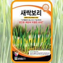 새싹보리 500립/ 새싹씨앗 새싹키우기 수경재배 새싹보리씨앗 새싹보리씨, 단품