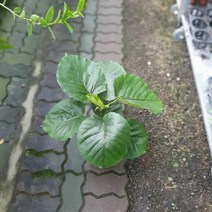 외목대 휘커스움베르타 중품 40~60cm 129 가습효과 휘카스움베르타 화분, 1개