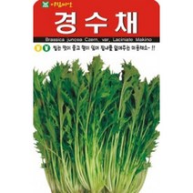 AR 경수채 미용채소 씨앗