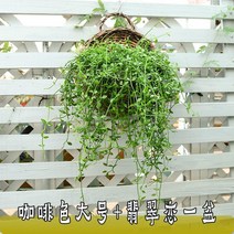 틀밭 대형화분도매 상추수경재배 키큰화분 난화분 콩분 플분 행인화분 삽목상자 슬릿분 벽걸이 화분 등나무 꽃 바구니 크리 에이 티브 발코니 냄비 녹색 무 벽 꽃 냄비 벽 장식 꽃, 새둥지 화분 브라운 라지 + 비취 러브 원팟, 중간
