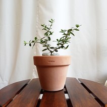 데일리가든 올리브 나무 이태리 토분 소형 반려 식물 키우기 미니 공기정화식물, 내추럴 토분