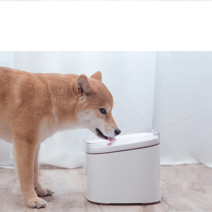 샤오미 고양이 정수기 자동 음수대 식수대 반려동물, 펫 정수기 필터엘리먼트4세트 보통급행