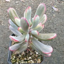 [수암다육] 원종 복랑금 랜덤발송 Cotyledon orbiculata v. oophylla f. variegata 랜덤발송 다육 다육이 다육식물 384