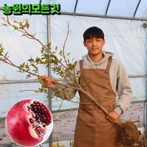 석류나무 묘목 3-4년생 슈퍼왕단석류 유실수 과일나무, 4년생