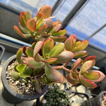 올식스 꽃피는염좌 모듬 다육식물 플랜테리어 반려식물 공기정화식물 개업화분