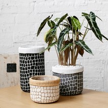 다육이화분 리톱스 아악무 듀가르손 만손초 트리옵스 다육이알뜰장터 다유기 F, 8번