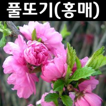옥매화(홍매화/요요도) 접목1년(특) 뿌리 1개/나무 묘목/활엽수