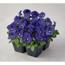 씨앗 비올라 어드마이어 블루(제비꽃) 10립