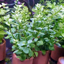 프리미엄 포트수초 로탈라 그린 (중 후경 수초) / 아쿠아메이드