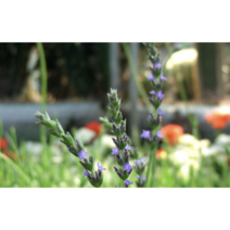 보람농자재 스위트라벤더모종, 스위트라벤더모종*4개