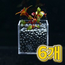 어항수초 컨테이너 루드위지아 슈퍼레드 세트 6개, 단품