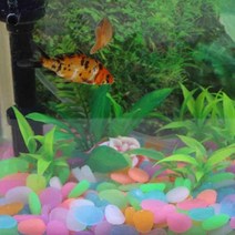 마이찰리_MyChale마켓_글로우스톤 50개 수족관 자갈 불가사리 물고기 정원 야광조약돌 야광자갈 수조장식품 칼라돌 인공자갈_마이찰리_MyChale