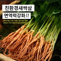 대숲맑은 새싹삼 새싹인삼 100뿌리 산지직송 몸에좋은 GAP인증, *고급 대 50뿌리 (25cm 좌우)