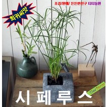 (희귀씨앗) 사초씨앗 시페루스 10립, 상세페이지 참조